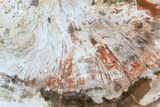 Petrified Wood (Araucaria) Slice - Madagascar #83238-1